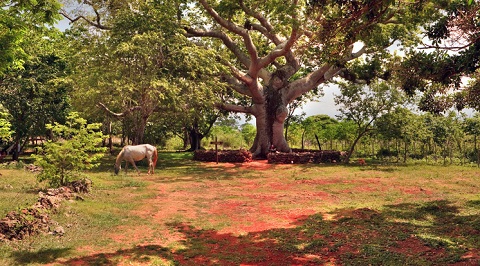 Kapok træ med hest under