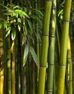 Er bambus bæredygtigt